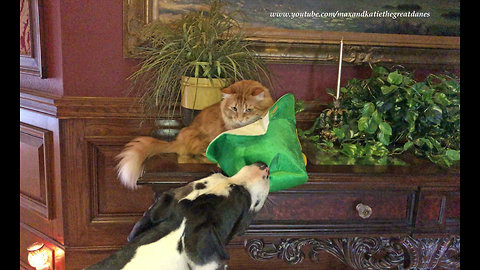 Festive Great Dane steals cat's shamrock hat
