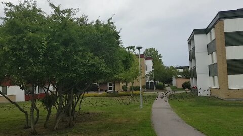 Birds and a hare in Ryd, Linköping, Sweden