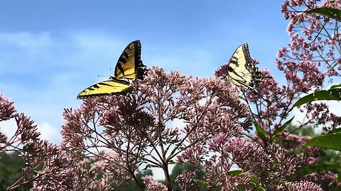 Butterfly Season 🦋 Livingston Tennessee