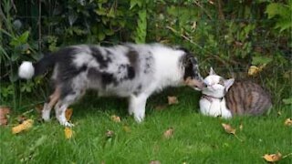 Cachorro arrasta gato pela coleira para “brincar”