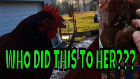 Badly Injured Hen! How To Care For Your Backyard Chicken!