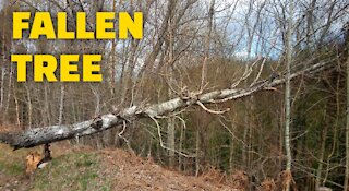 Fallen Tree, ( Storm Aftermath )