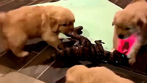Brilliant Golden Retriever Pups Assaults on a Dinosaur Toy