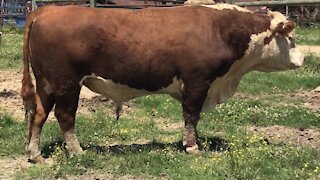 Registered Hereford Bull “Nash 1201F”