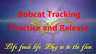 Bobcat Tracking Practice and Release