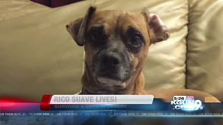 Deputies find missing dog after wreck