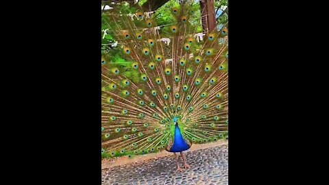 Most Beautiful bird- The Green Peafowl