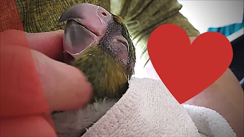 55 Days Old cute Parrot Baby gets his daily dose of snuggling