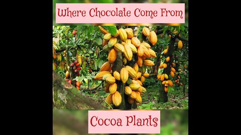 Where Chocolate Come From Philippine Vlog