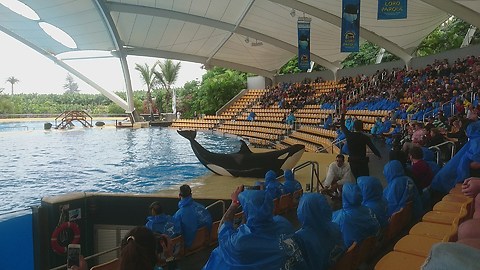 An impressive and fun Orca's show in Loro parque