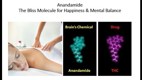 Anandamide - The Bliss Molecule