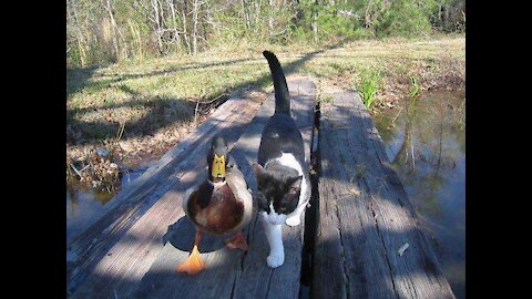 Mallard vs. Cate, Animal Mortal Combat