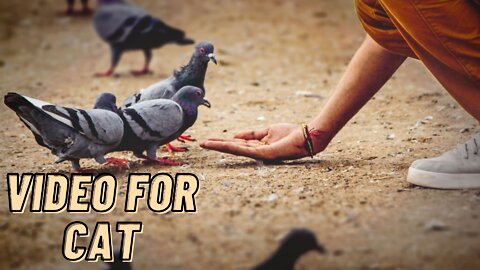 Pigeon Video For Cats To Watch By Kingdom Of Awais