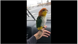 Parrot thinks he's taking bath during rainy car ride
