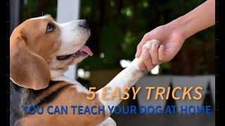 5 Easy Tricks You Can Teach Your Dog at Home