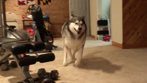 Dog ecstatic about playtime in the basement