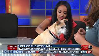 Meet our 23ABC Pet of the Week, Max!