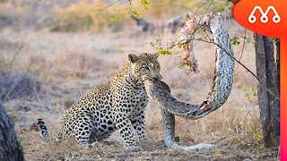 Things from the Pantanal - Jaguar sighting with anaconda in its mouth