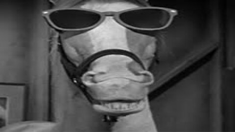 Mr Ed The Talking Horse - - well not really