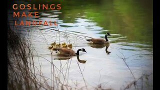 Goslings Make Landfall