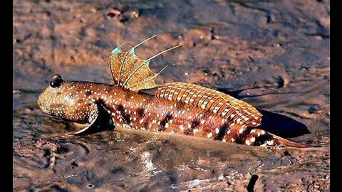 Mudskipper is a fish that lives in a mangrove forest