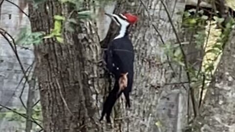 Pileated Woodpecker, unafraid, hard at work