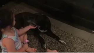 Little girl plays Vet with her dog, checks ears and blood pressure