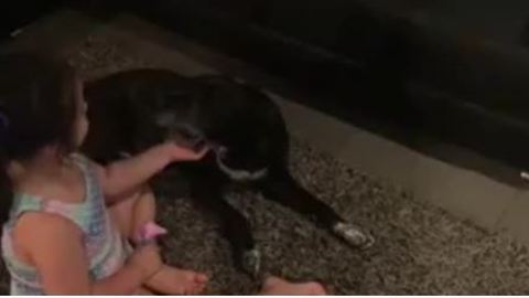 Little girl plays Vet with her dog, checks ears and blood pressure