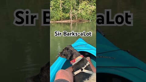 Kayaking on Steel Lake with Sir Barks-aLot