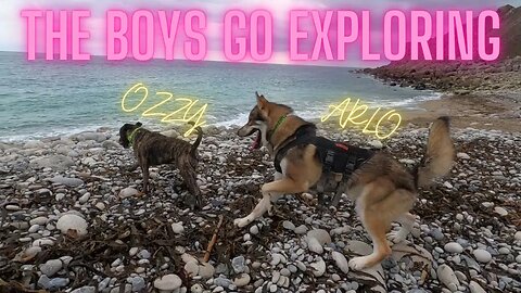 Tamaskan wolf dog and Staffy explore the Portland coast path