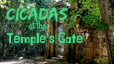 Cicadas at the Temple's Gate | Cicadas Series | Ambient Sound | What Else Is There?