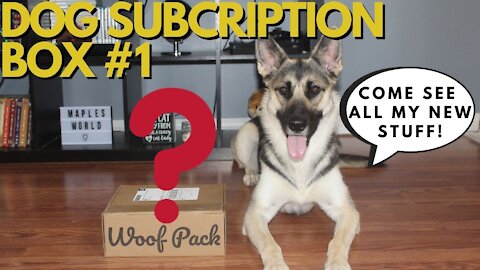 Dog Subscription Box / Woof Pack | Husky-Shepherd Mix First Box And Loves It