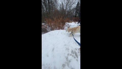 Golden retriever sledding
