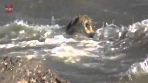 Lion Rescued from the Arabian Sea!