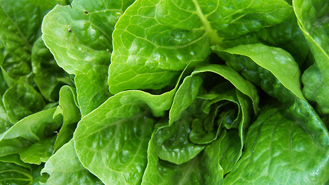 The Romaine Lettuce E. Coli Outbreak Has Officially Killed One Person in This State