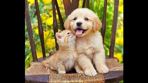 CAT AN DOG VERY FUNNY 2021