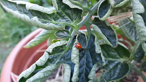 Beautiful ladybug