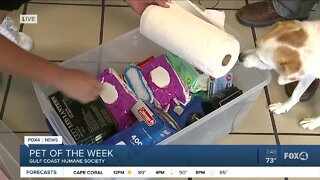 Pet of the week and hurricane emergency kit at GCHS