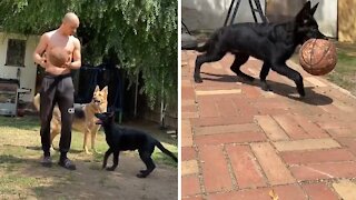 German Shepherd is the best basketball partner ever