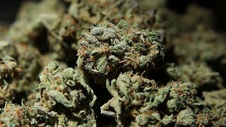Harris, Nadler Introduce Bill To Decriminalize Marijuana Federally
