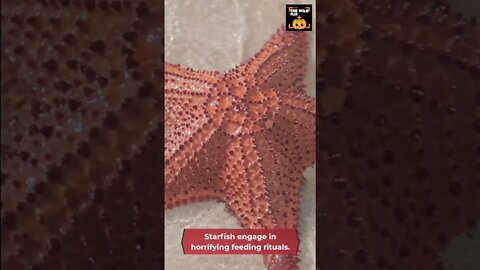 starfish engage in horrifying feeding rituals ⭐️🐟 #starfish #oceanlife #sealife