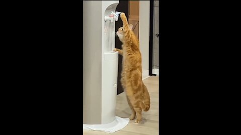 Look! What This Cat Doing In The Water Dispenser