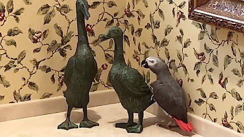 Friendly Parrot Tries To Engage Duck Statues In Conversation