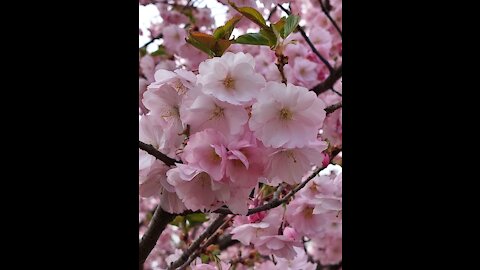 Sakura trees