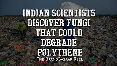 INDIAN SCIENTISTS DISCOVER FUNGI THAT COULD DEGRADE POLYTHENE