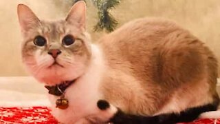 Cat graciously jumps over safety fence