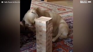 Cão adotado mostra talento invulgar no jogo Jenga