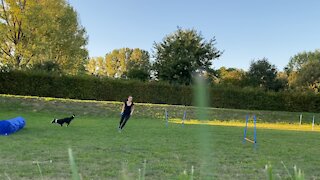 Agility Training Bordercollie