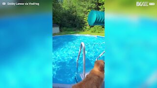 Cão aprende a usar o esparguete de natação