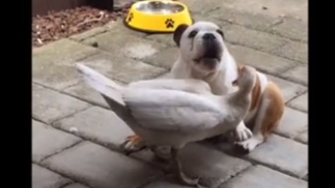 Bulldog puppy and duck engage in epic wrestling match